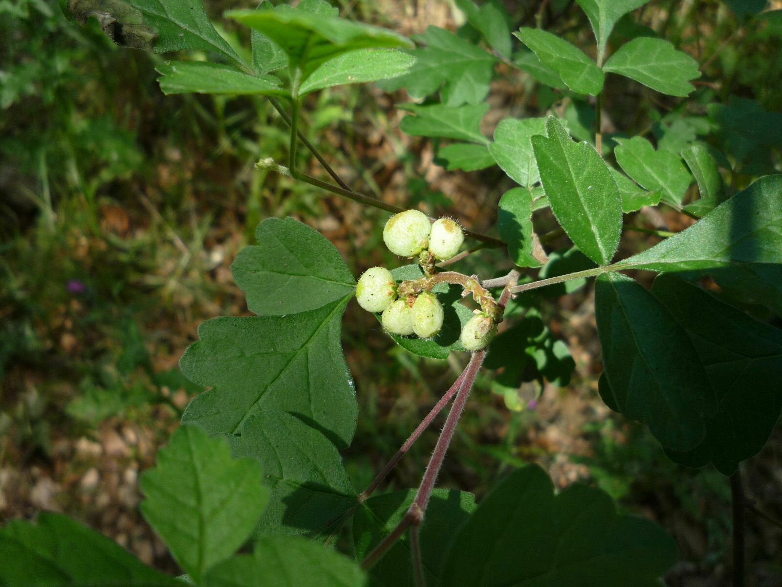 High Resolution Rhus trilobata Fruit